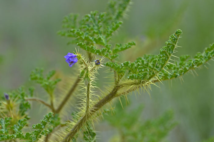 Melon Leaf Nightshade has light green deeply dissected leaves. Leaves and stems covered with straw colored long sharp prickles. Solanum heterodoxum 